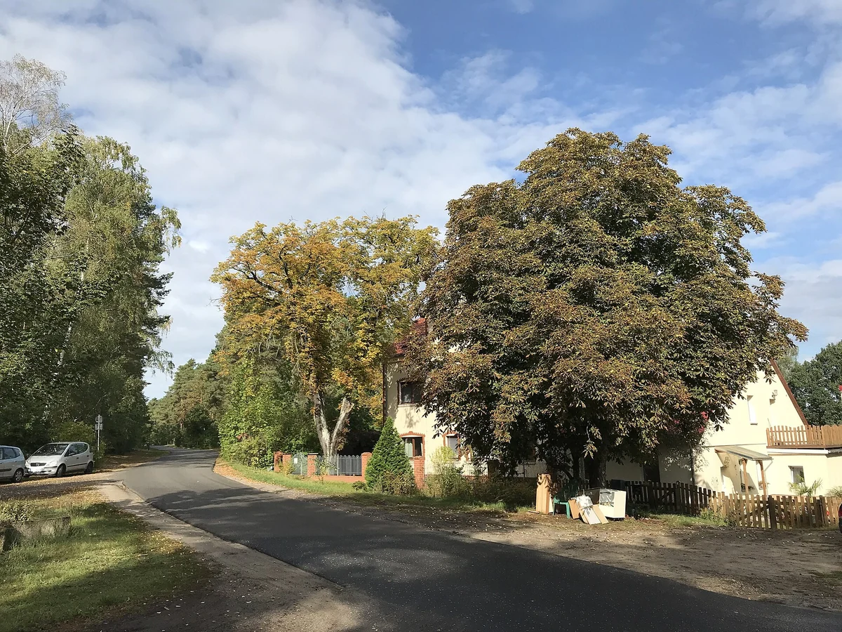 Steinfurter Straße am Vorwerk Steinfurt – Blick nach Norden, Gemeindeteil Gosen-Neu Zittau, Brandenburg