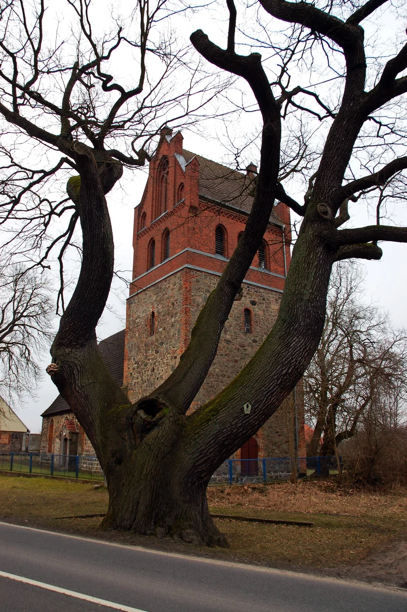 Dorfkirche Grüntal mit alter Eiche – Feldsteinkirche im Ortsteil Grüntal, Gemeinde Sydower Fließ, Barnim, Brandenburg